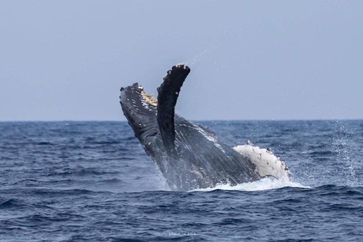Humpback whale breaching out of ocean water, showing its body and fins.