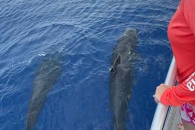 Person on boat looking at two dolphins swimming in the ocean.