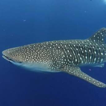 Whale shark swimming underwater with distinctive spots and stripes.