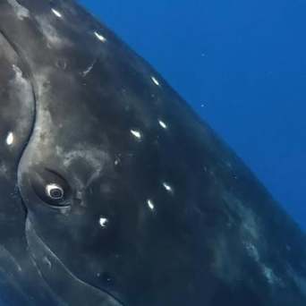 Close-up of a whale's face underwater with a blue background.