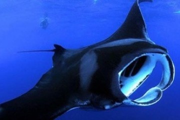 Manta ray swimming underwater with open mouth in deep blue ocean.