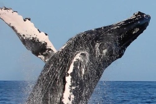 Humpback whale breaching, water splashing against clear blue sky.