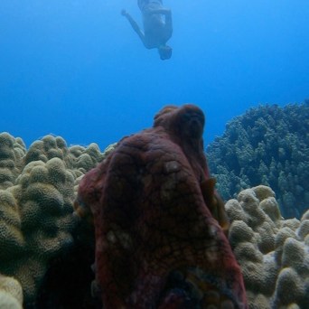 Diver underwater above a camouflaged octopus resting on coral reef.