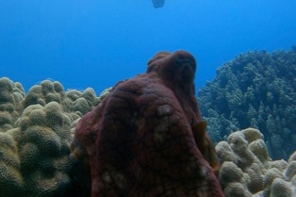 Diver underwater above a camouflaged octopus resting on coral reef.