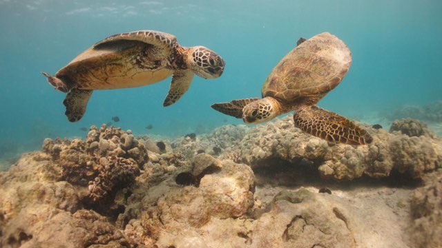 Two sea turtles swimming over coral reef in clear blue water.