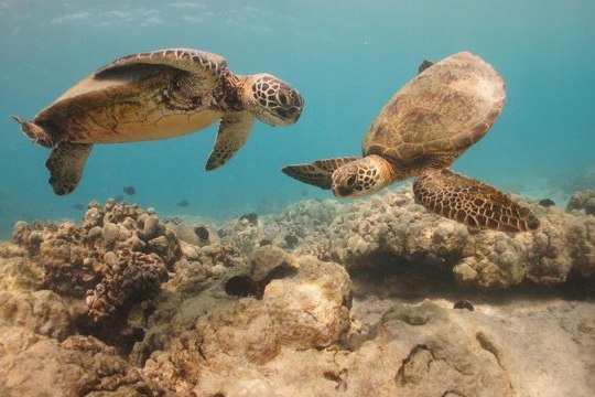 Two sea turtles swimming over coral in clear blue water.