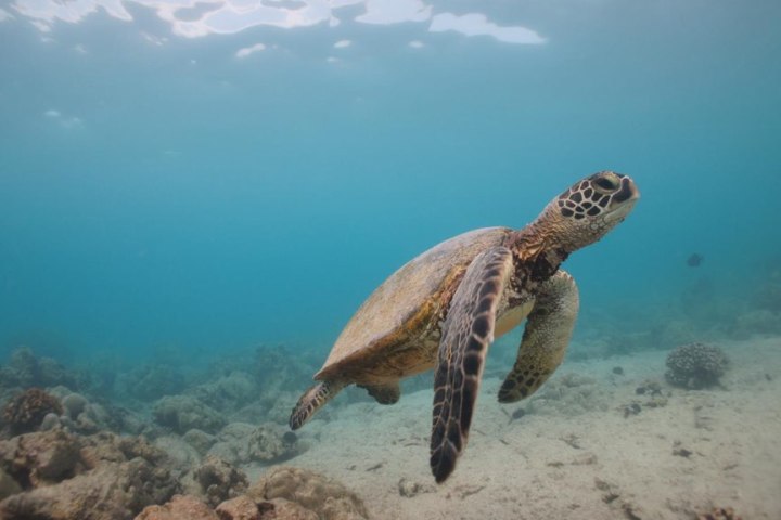 Sea turtle swimming near ocean floor with coral and clear water.