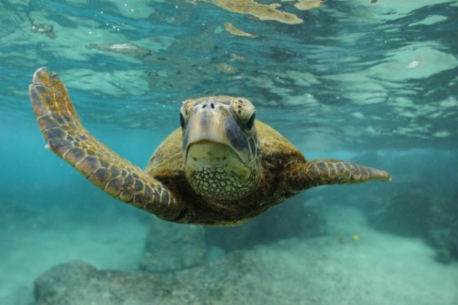 Sea turtle swimming underwater with one flipper extended.