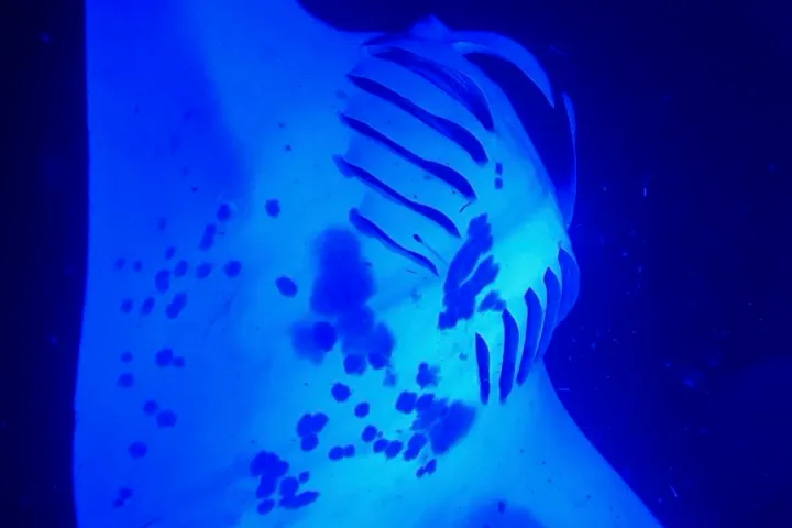 Glowing blue manta ray swimming in dark water.