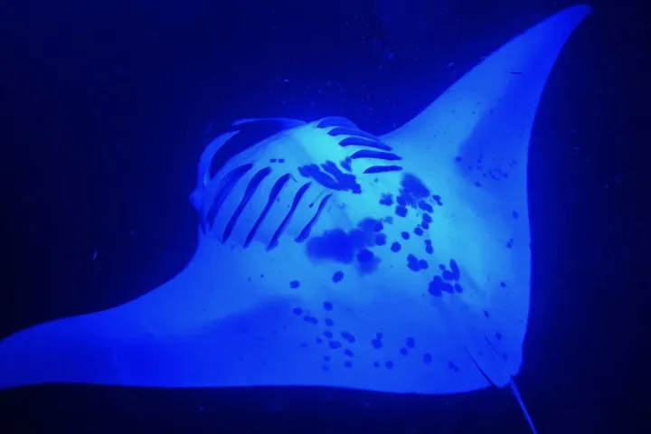 Glowing manta ray under blue light in dark water.