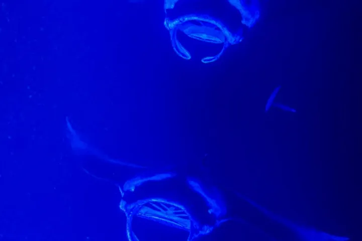 Two manta rays swimming under water in a blue-lit environment.