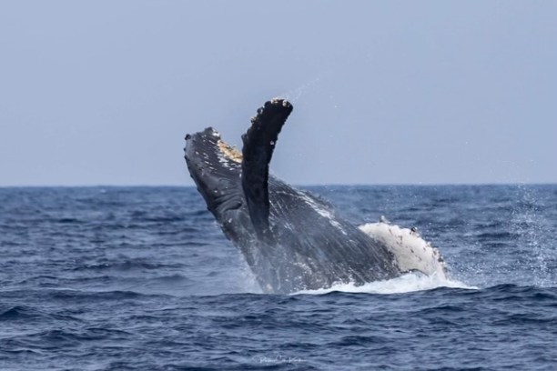 Humpback whale breaching above ocean surface, water splashing around.
