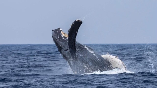 Humpback whale breaching above ocean surface, water splashing around.