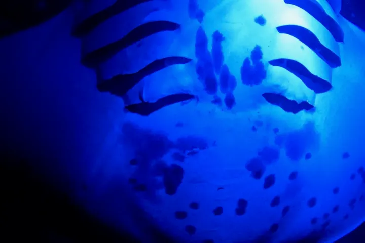 Close-up of a manta ray's belly with black spots, lit by blue light.
